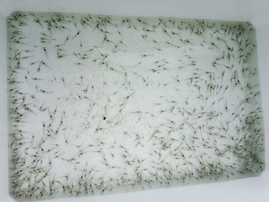 A close-up of ripe, red strawberries ready for harvest.